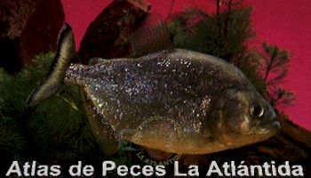 clique e volte nos peixes.