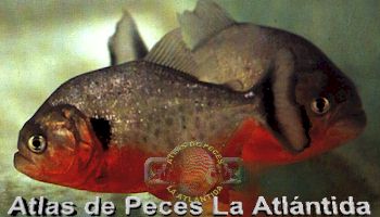 clique aqui e volte em peixes de �gua doce.