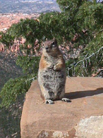 chipmunk