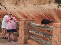 crow at Bryce