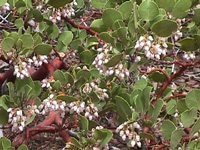 Bryce Canyon flowers