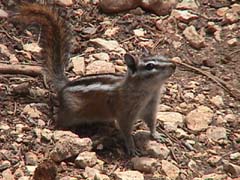 Bryce chipmunk