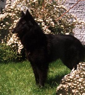 Kaprice.jpg (25612 bytes)