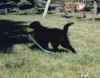 hosePuppy.jpg (61888 bytes)