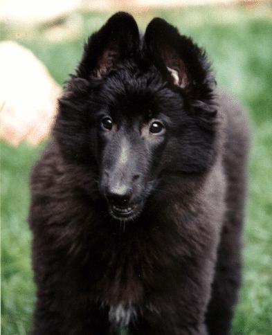 puppyrou.jpg (24026 bytes)