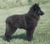 standPuppy.jpg (85210 bytes)