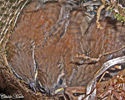 babybirds3thumb.jpg (21855 bytes)