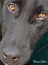 stetsonthumb.jpg (17764 bytes)