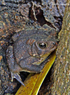 toad1thumb.jpg (24583 bytes)
