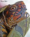 turtle1thumb.jpg (19568 bytes)