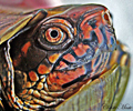 turtle2thumb.jpg (22375 bytes)