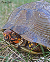 turtle3thumb.jpg (22086 bytes)