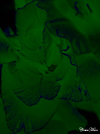 abstractfloralthumb.jpg (13576 bytes)