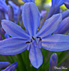blueflowerthumb.jpg (15717 bytes)