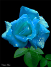 bluerosethumb.jpg (15675 bytes)