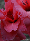 brickflowerthumb.jpg (17432 bytes)