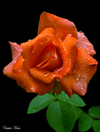 coralrosethumb.jpg (15289 bytes)