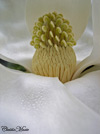 magnolia1thumb.jpg (5179 bytes)