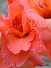 melonflowerthumb.jpg (19230 bytes)