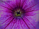 naturespathwaythumb.jpg (21695 bytes)
