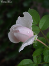 pinkbudthumb.jpg (12205 bytes)