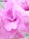 pinkflowerthumb.jpg (15016 bytes)