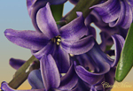 purpleflowerthumb.jpg (22141 bytes)