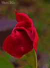 redredthumb.jpg (14155 bytes)