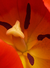 tulip1thumb.jpg (13235 bytes)