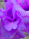 violetflowerthumb.jpg (19380 bytes)