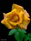 yellowrosethumb.jpg (15561 bytes)