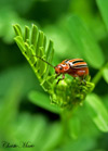 littlebugthumb.jpg (7044 bytes)