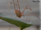 spider1thumb.jpg (11814 bytes)