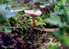 shroomthumb.jpg (22376 bytes)