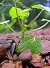 tinyworld4thumb.jpg (22651 bytes)