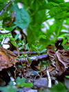 tinyworldthumb.jpg (24405 bytes)