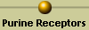 Purine Receptors