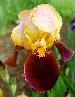 [iris photo + link to joan's web-page]