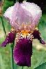 [photo of iris and link to page where used]