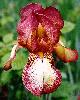 [photo of iris and link to page where used]