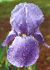 [photo of iris and link to page where used]