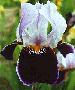 [photo of iris and link to page where used]
