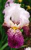 [photo of iris and link to page where used]