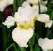 [photo of iris and link to page where used]