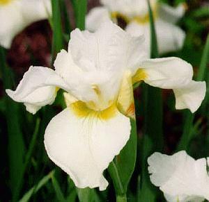 [photo/link iris 08]