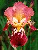 [photo of iris and link to page where used]