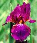 [iris photo + link to joan's web-page]