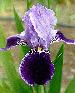 [photo of iris and link to page where used]
