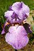[photo of iris and link to page where used]