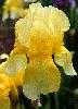[photo of iris and link to page where used]